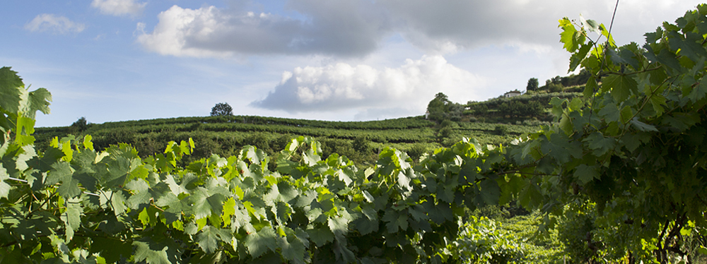 Carbonare vineyard