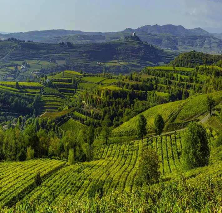 Monte Foscarino vineyard