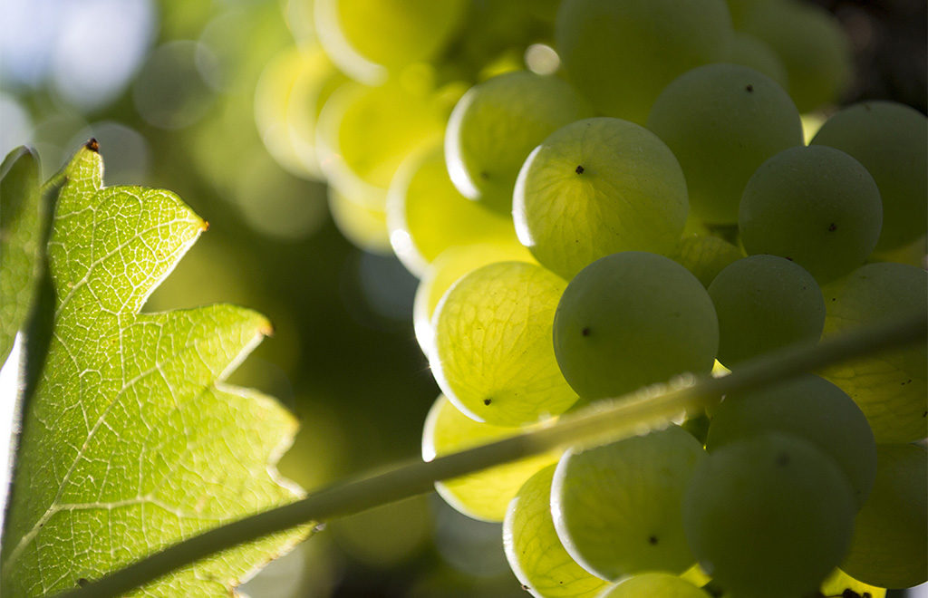 Garganega grapes